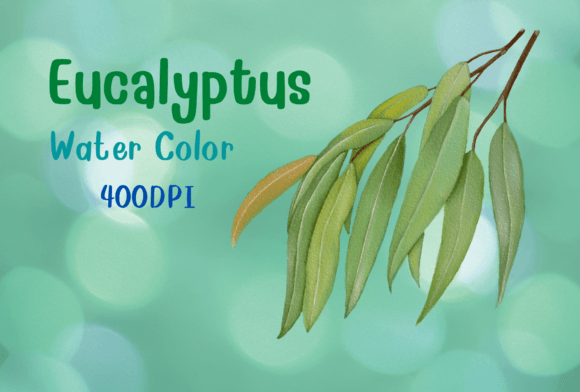 Download Eucalyptus Watercolor by Hand Draw - Eucalyptus watercolor Collection